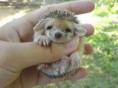 /album/animaux-en-danger/bebe-herison-jpg/